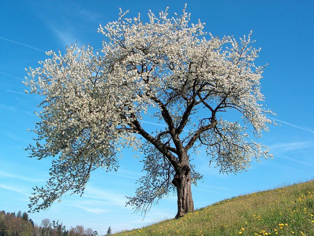 Foto: sh.wikipedia.org