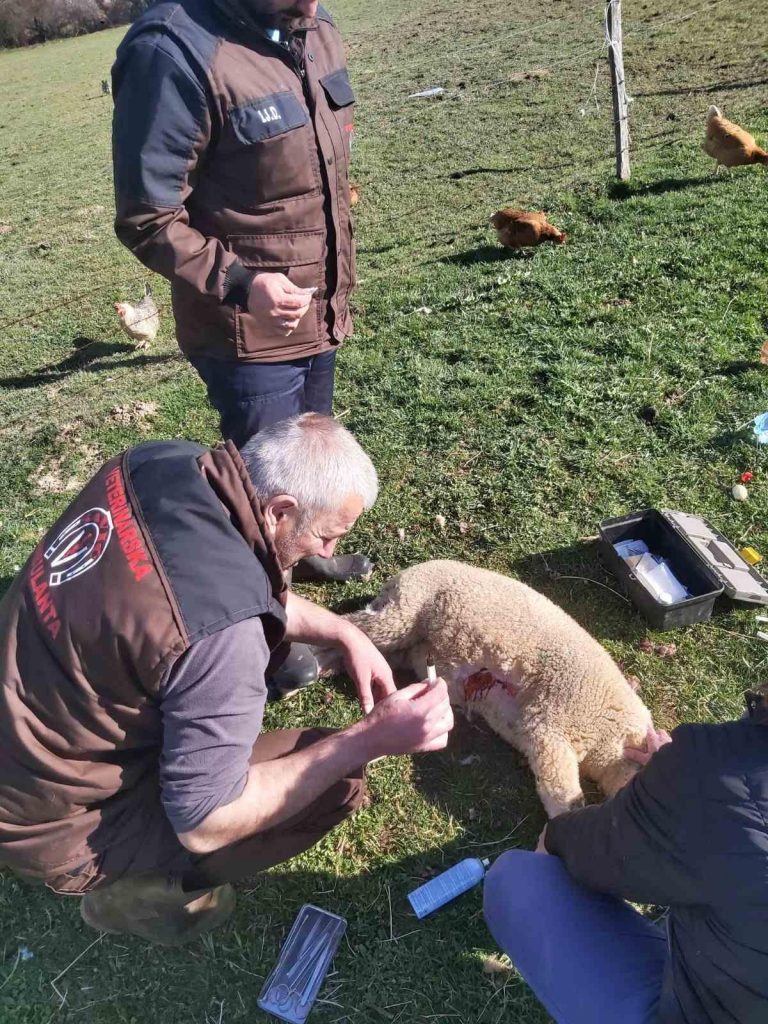 VETERINARI LIJEČE POVRIJEĐENU JAGNJAD -B.JE.