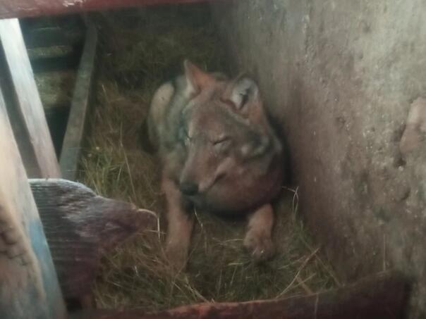 cudo-na-zabljaku-vuk-pronadjen-kako-spava-sa-teladima-u-stali-vuk_69a6a9afe10f3