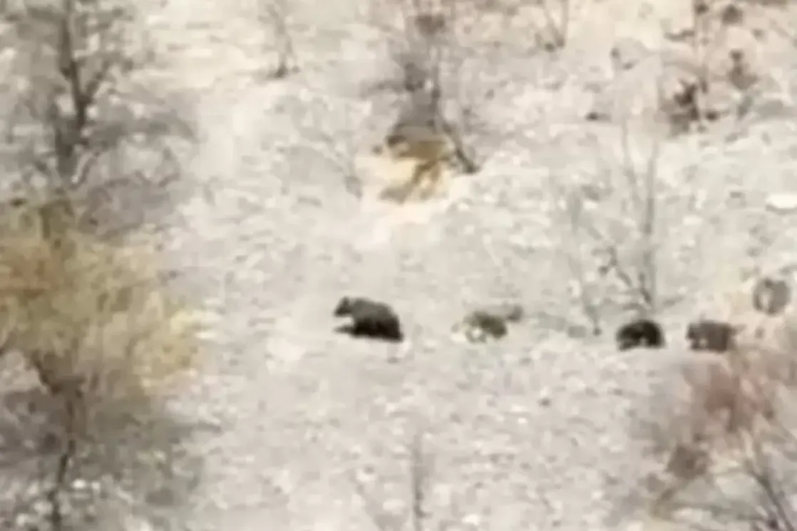 1775843035vv5zcys3u4wxjdn5-i_1118x745