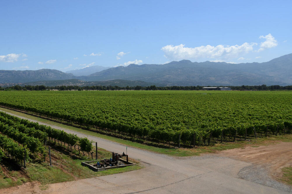 5718001_plantaze-139_ls