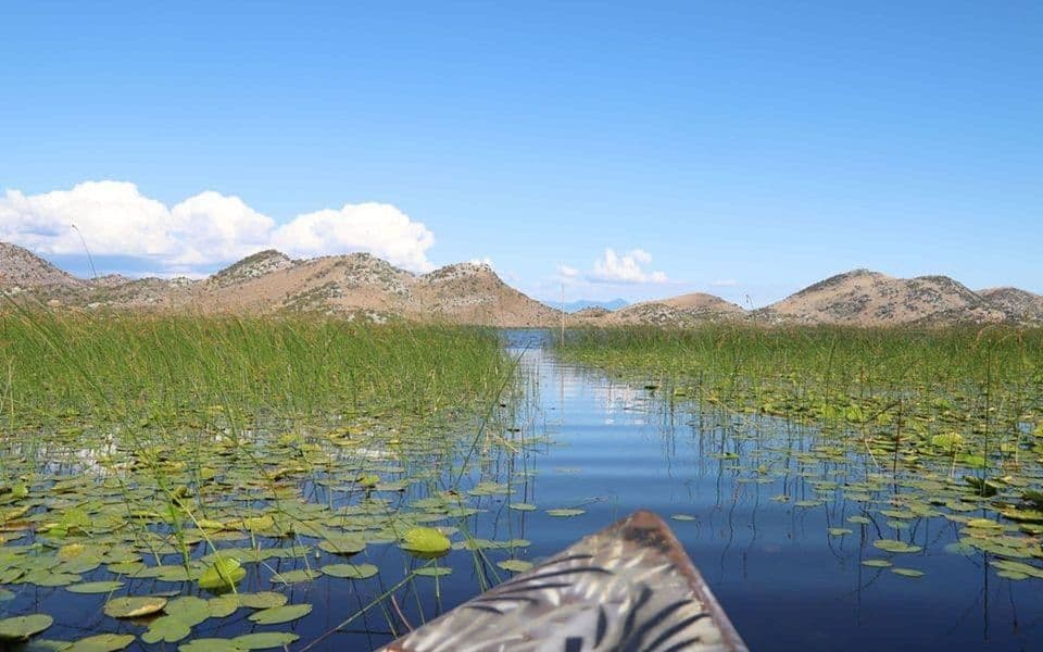 1777620252-1754170125-skadarsko-jezero-karuc-bobija-3007-2025-svetlana-milovic9-i-960x600-i_960x600