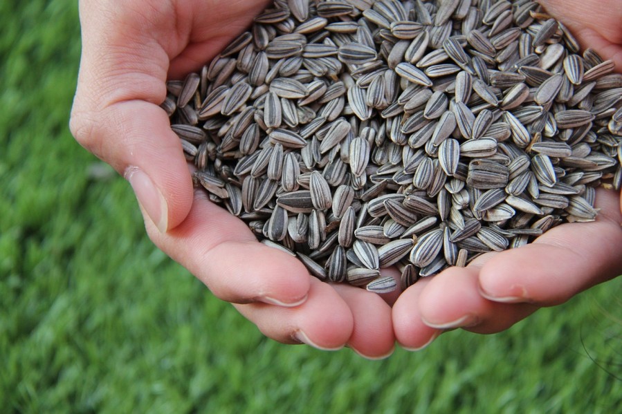 nonnatthapat-sunflower-seeds-1213766_1280_599x900