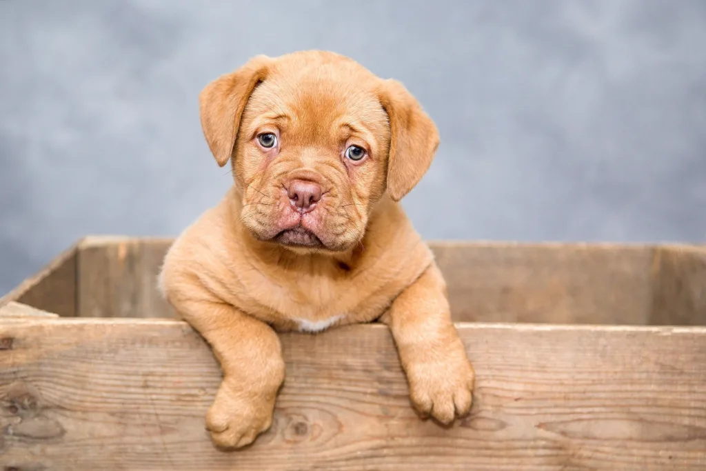 vlaaitje-puppy-1047521_1920-1024x683