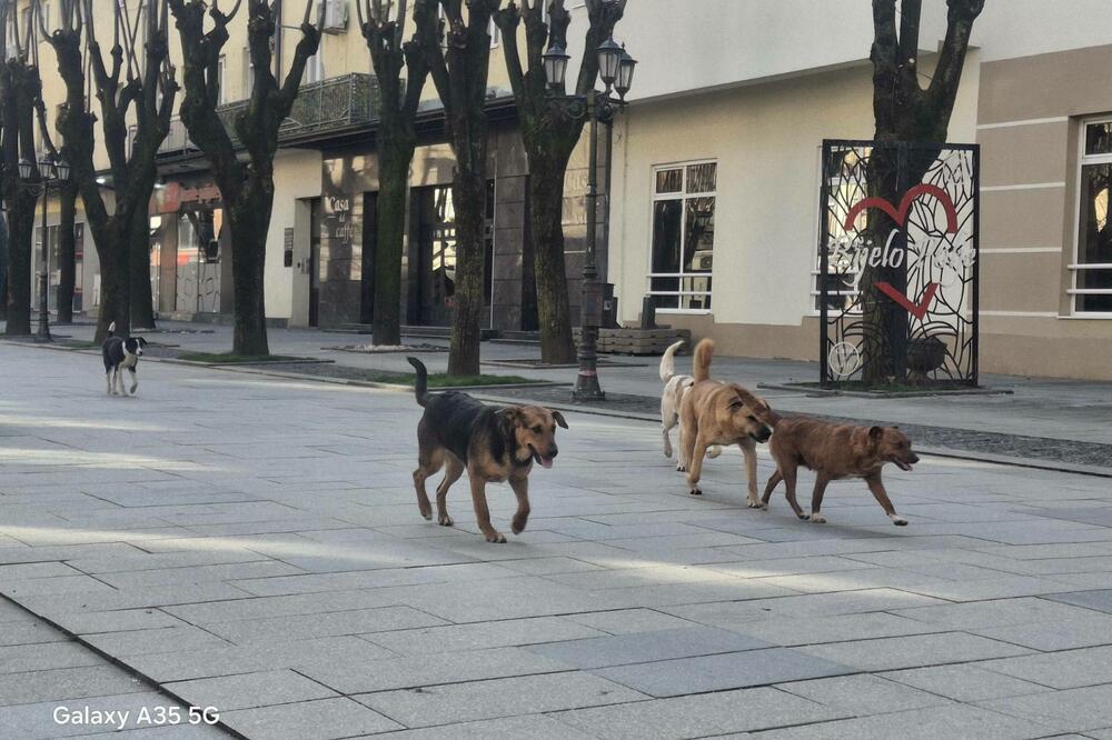 5735403_psi-bijelo-polje-2_ls