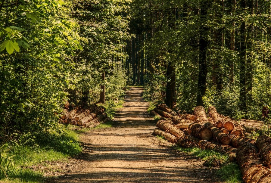 trees-3410836_1280_608x900