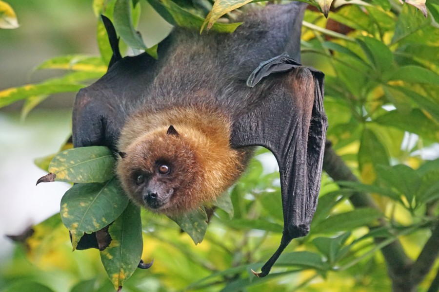 pixel-mixer-animals-1088371_600x900